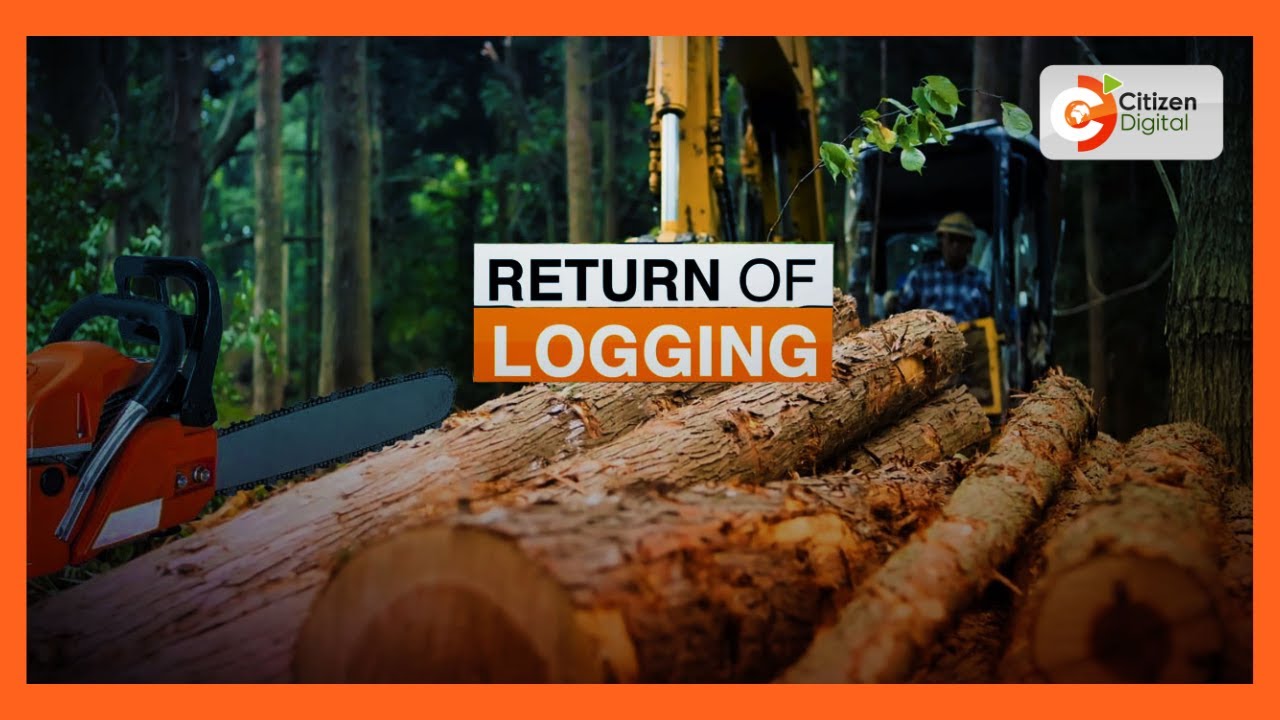 Logging activity resumes in forests after ban was lifted