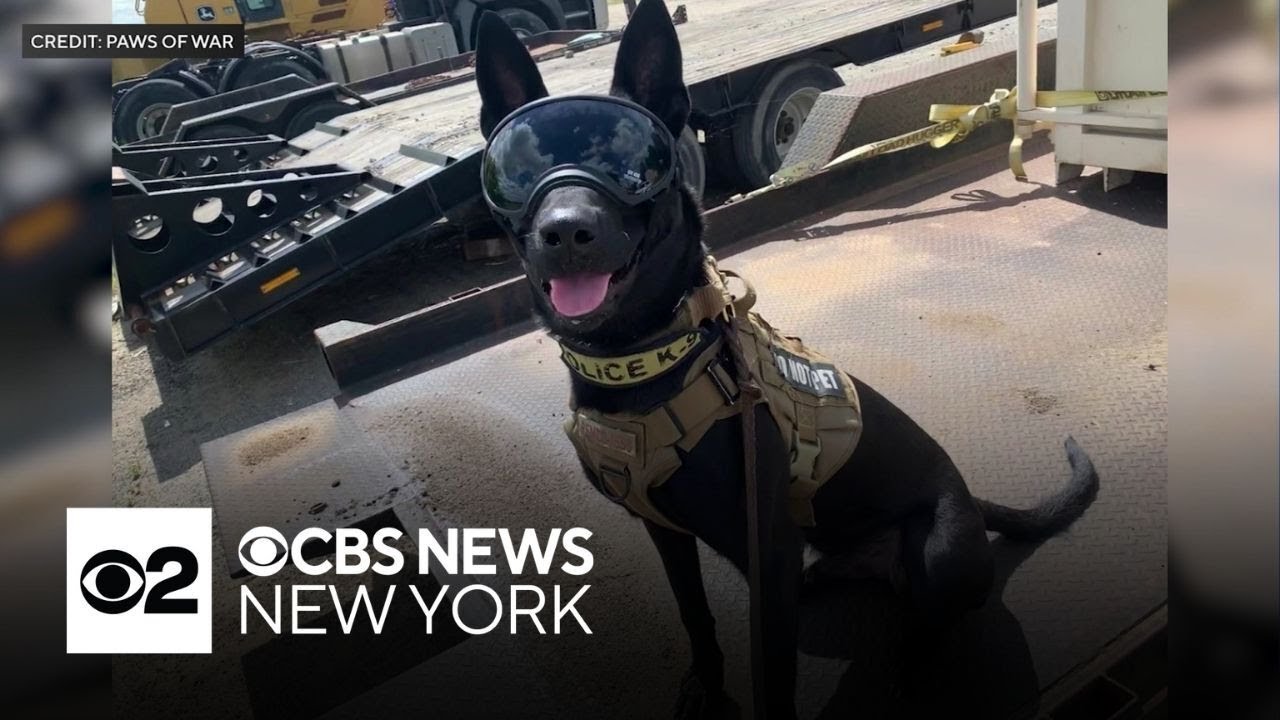 Military dog reunites with handler at retirement party in New York