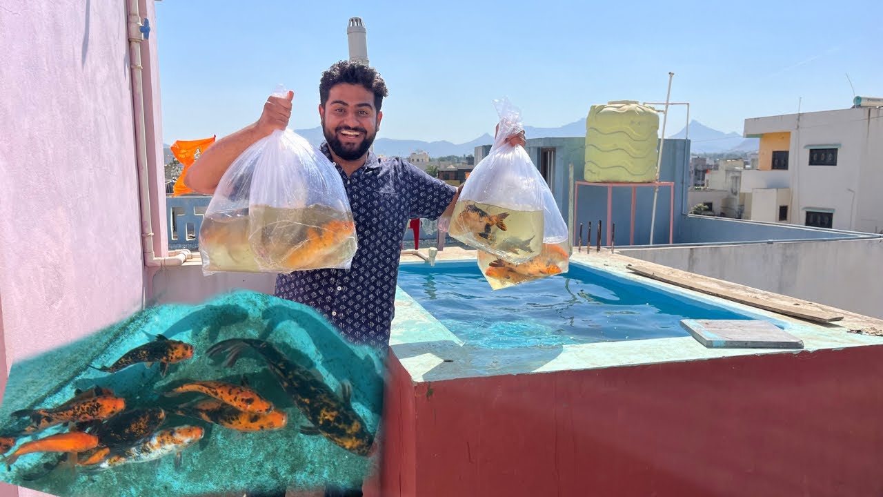 Finally Koi Fish Pond Me Big 🐡Size Koi Fish Add Ho Gayi 🥳 