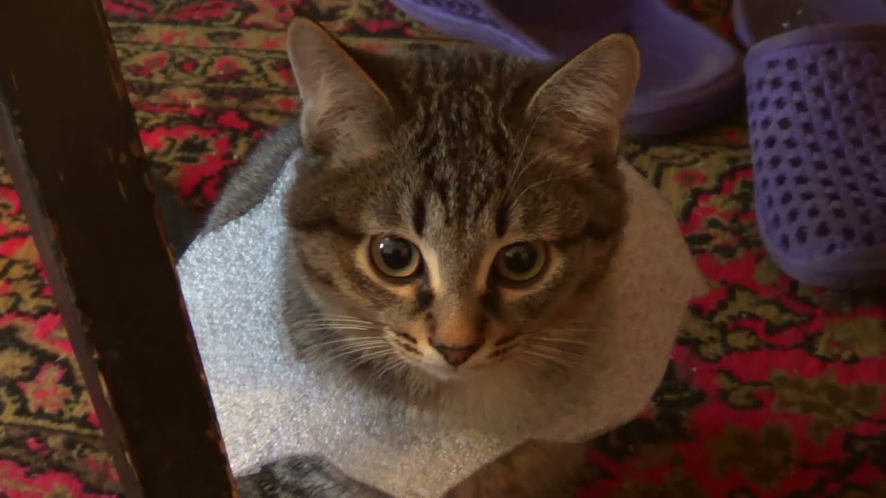 Сиртаки котят