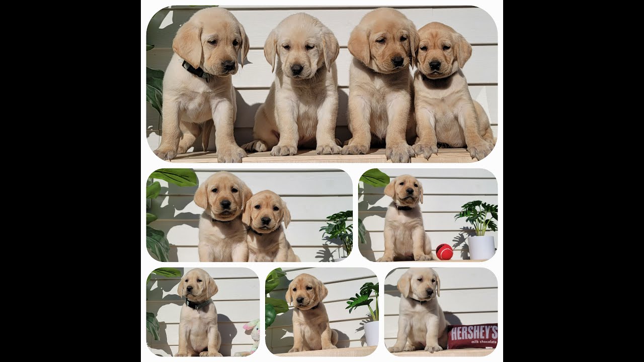 Playtime with Adorable AKC Labrador Puppies