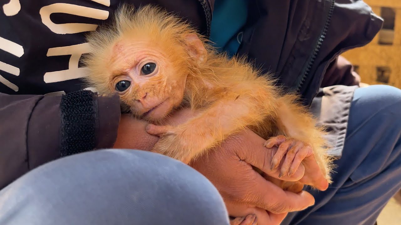 Rescue Orphaned Baby Monkey Locked in Cage |  Full Version 🙈🙈🙈