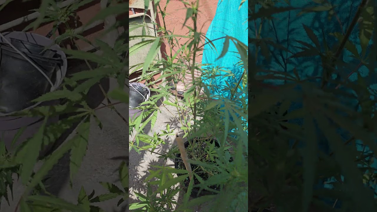 my clone has grown #smokeweedeveryday #firsttimegrower #youtubeshorts #cannabis #shortvideo