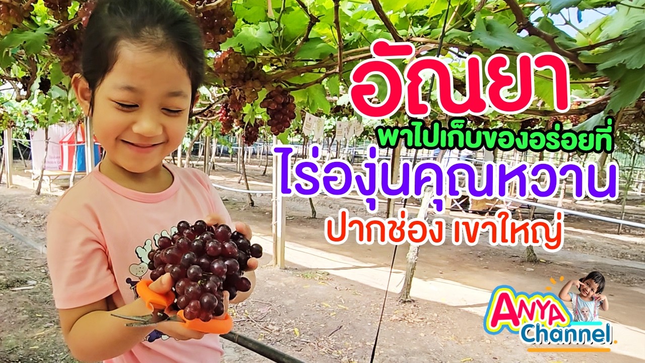 อัณยาพาไปเก็บของอร่อยที่ไร่องุ่นคุณหวาน