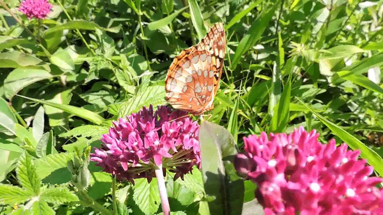Capital Naturalist: Purple Milkweed