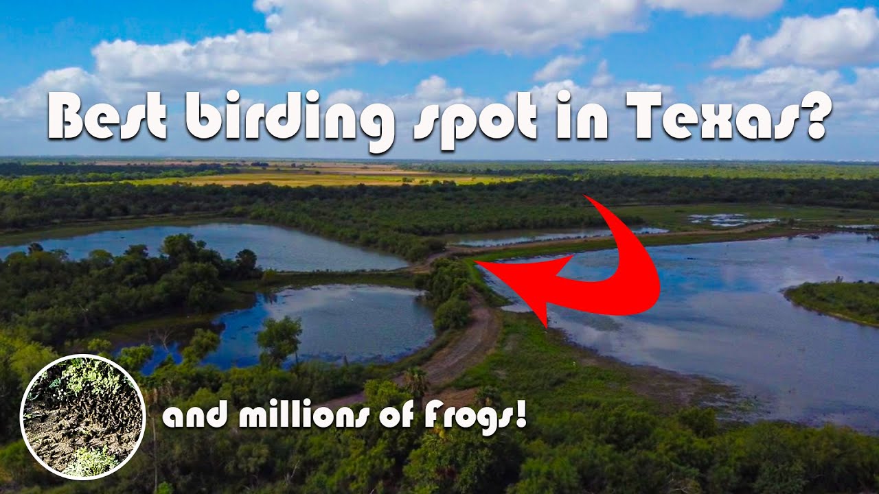 Is Santa Ana NWR the BEST Birding Spot in the Rio Grande Valley? | FROGS!