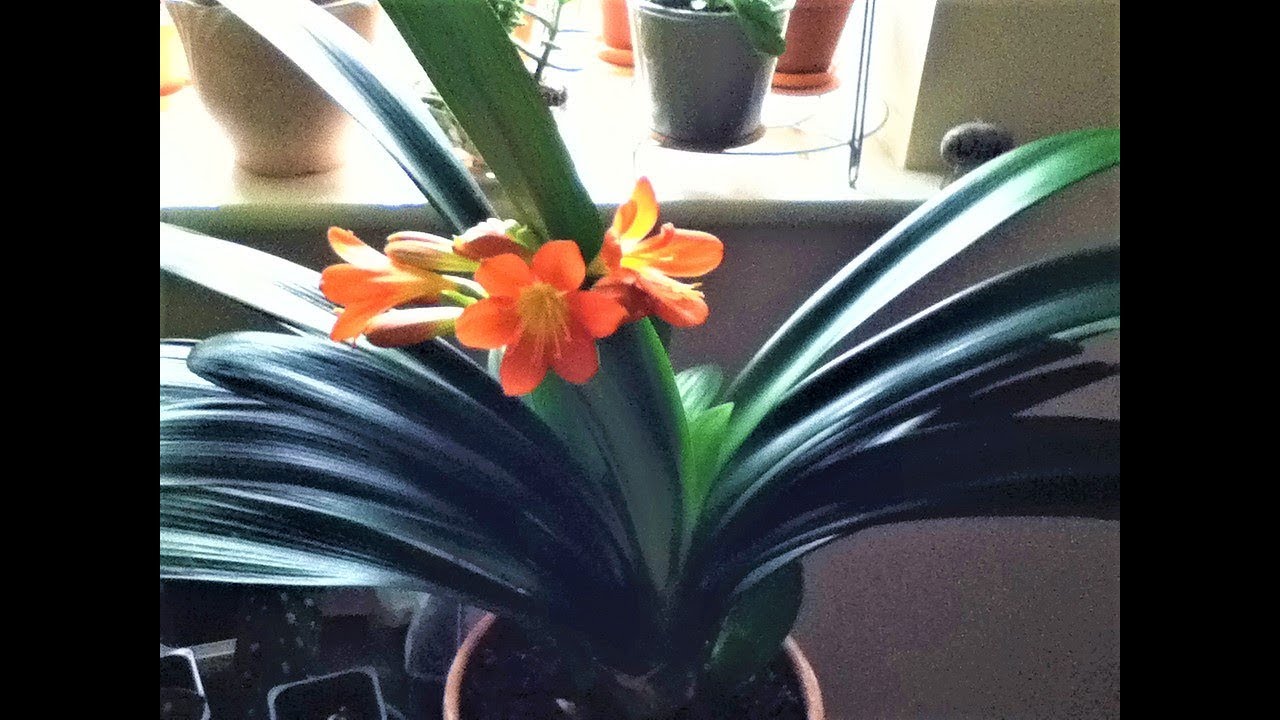 Clivia Miniata/Care Tips