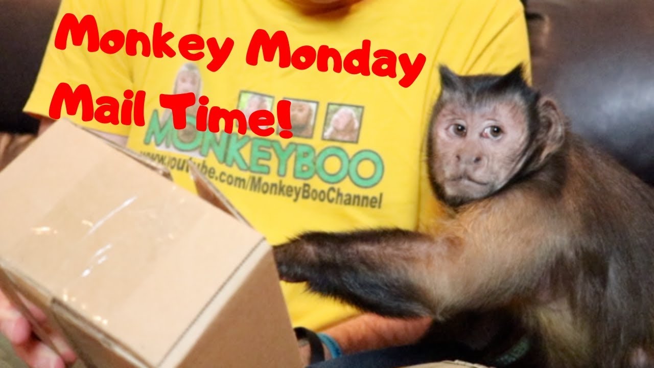 Monkey Monday Mail! Awesome New LED Lights!
