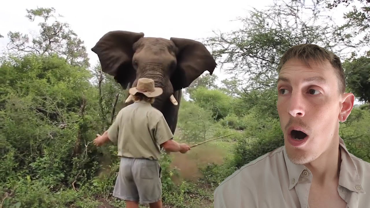 Wildlife Conservationist Reacts to MAN HALTS ELEPHANT CHARGE
