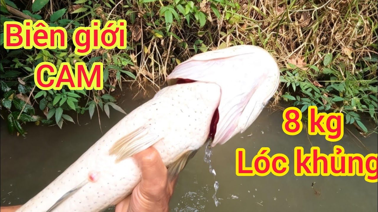 BIÊN GIỚI CAM khu Rừng Đầm Lầy Chích Cá LÓC KHỦNG Sống lâu năm | XA QUÊ VLOG 