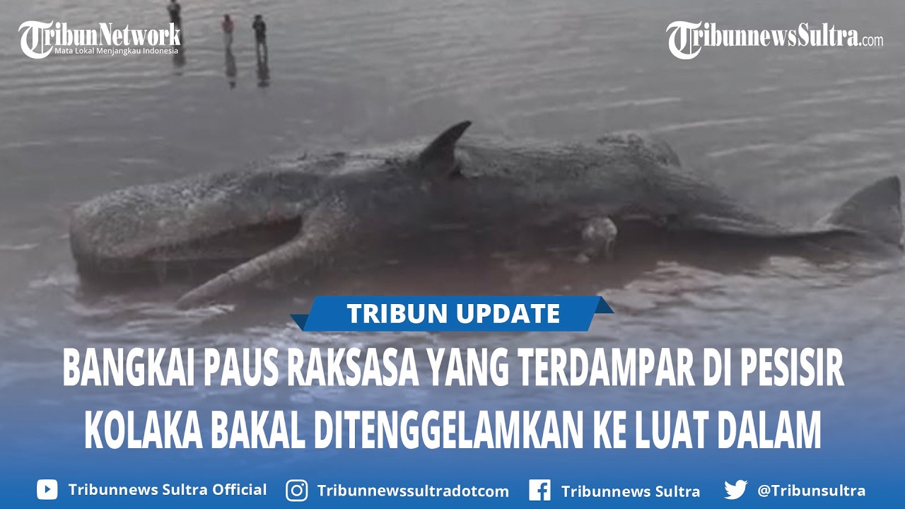 Bangkai Paus Sperma di Pesisir Kolaka Sulawesi Tenggara Bakal Ditenggelamkan ke Luat Dalam