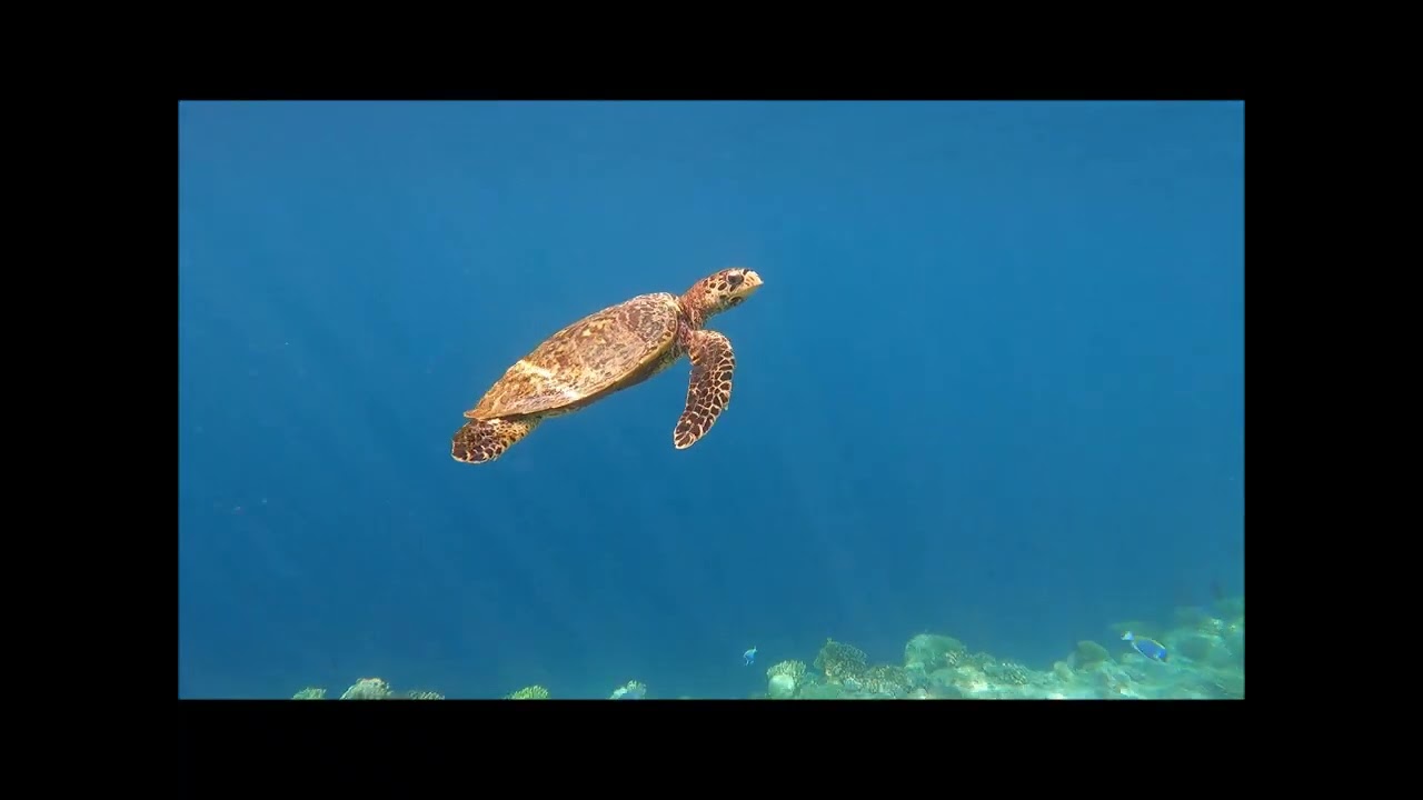 Best snorkelling, Ellaidhoo Maldives By Cinnamon 2022 (March)