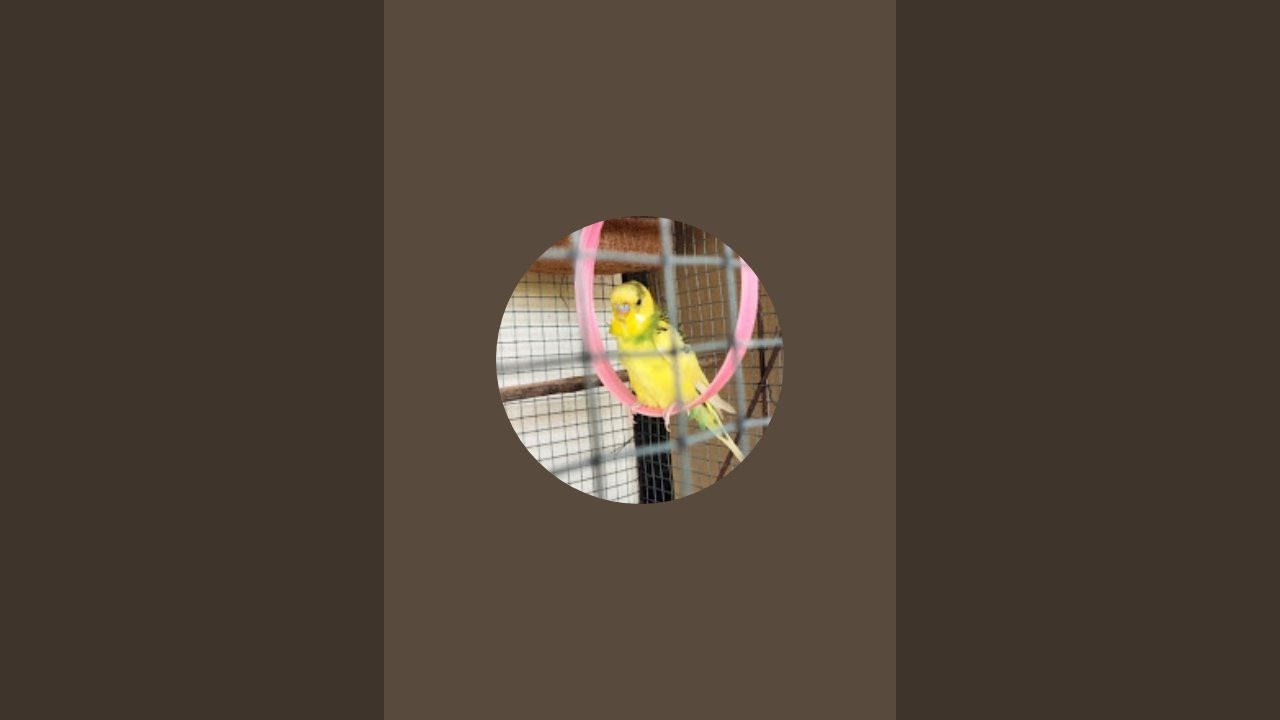 MALLELA MURALI LOVE BIRDS  is live