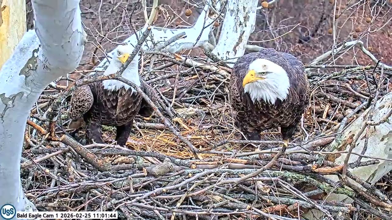 USS Bald Eagle Cam1 on 2025-26 @ 11:59 Irvin brings in a stick and wants to rearrange