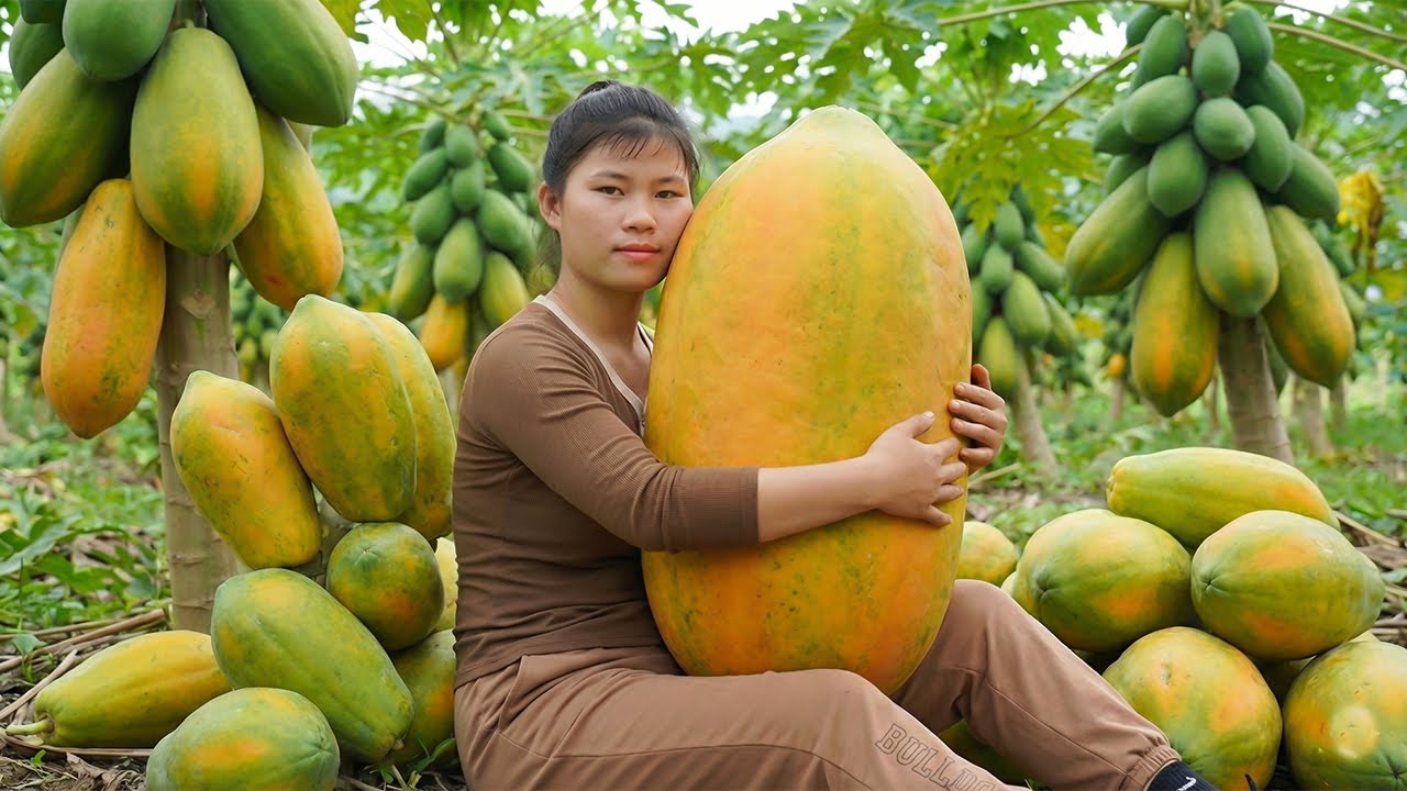 Harvesting 1000+ Giant Ripe Red Papayas, Transport Go to Market Sell - Cooking Papayas