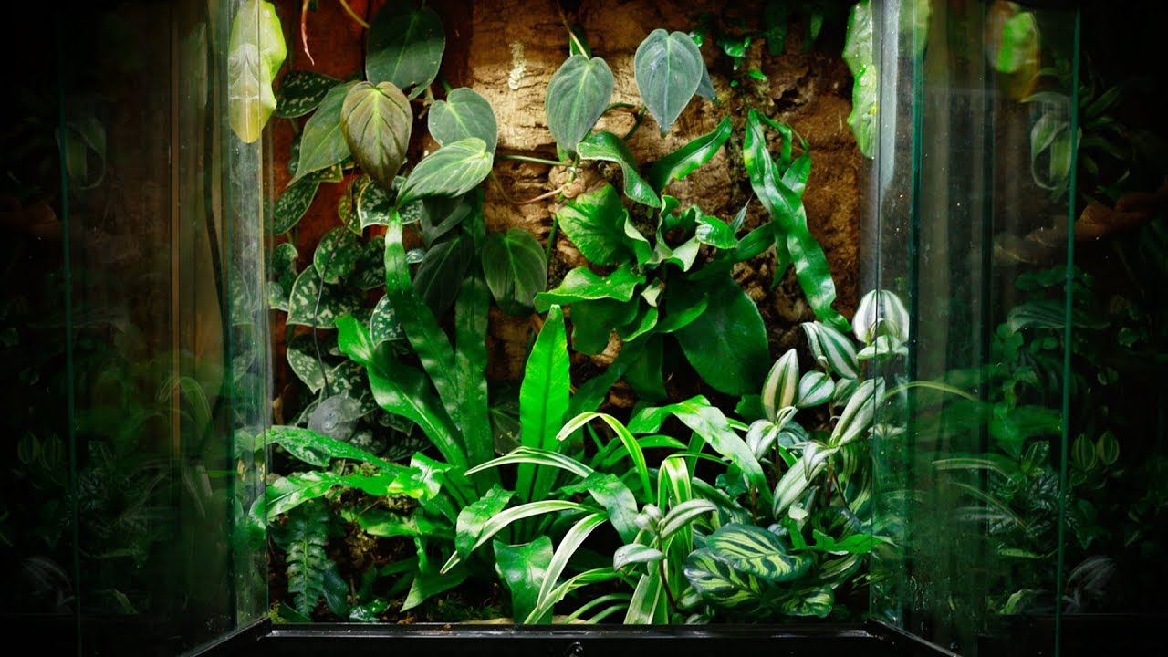 Rainforest Bioactive Terrarium Build 