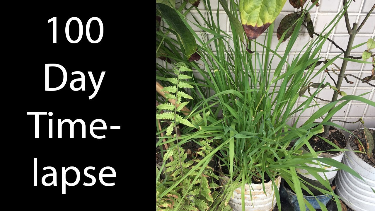 Phalaris aquatica cv tanit 100 Day Timelapse