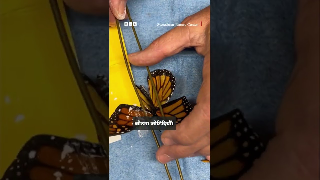 BBC Nepali Sewa — Пересадка крыла бабочки: новые крылья для травмированной бабочки