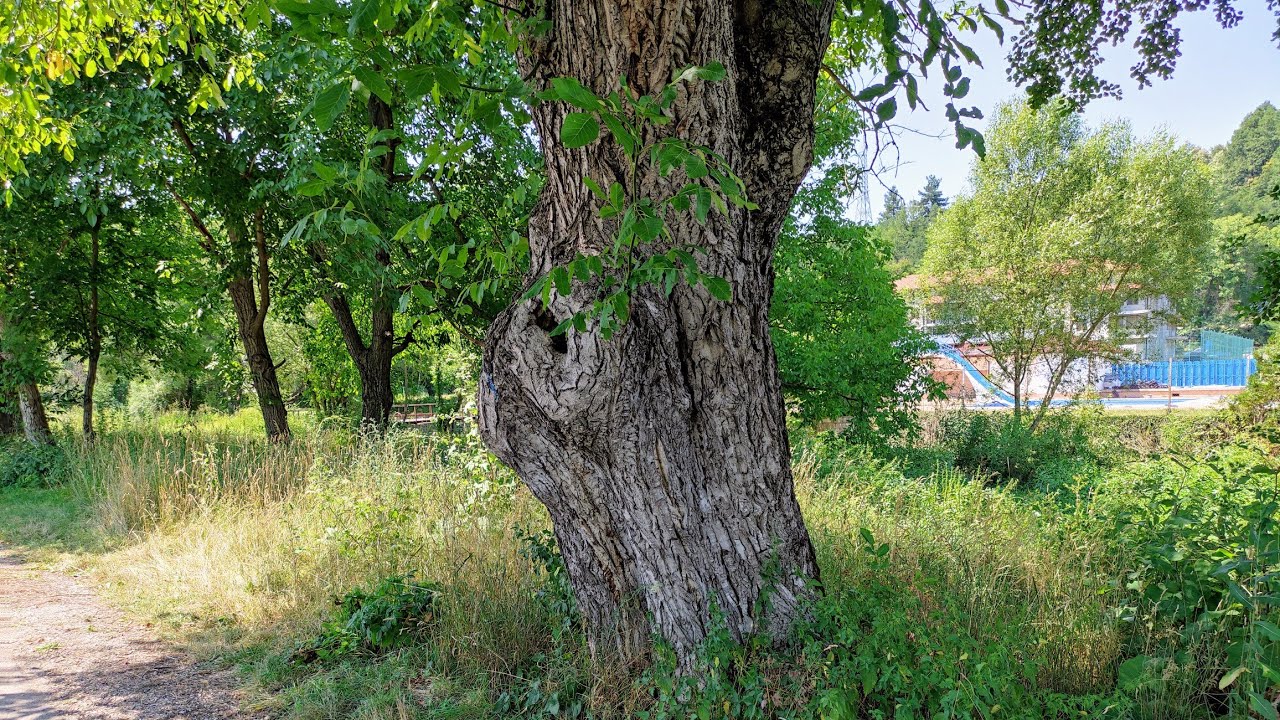 Old Walnut (Juglans regia) Tree in Triavna, Bulgaria