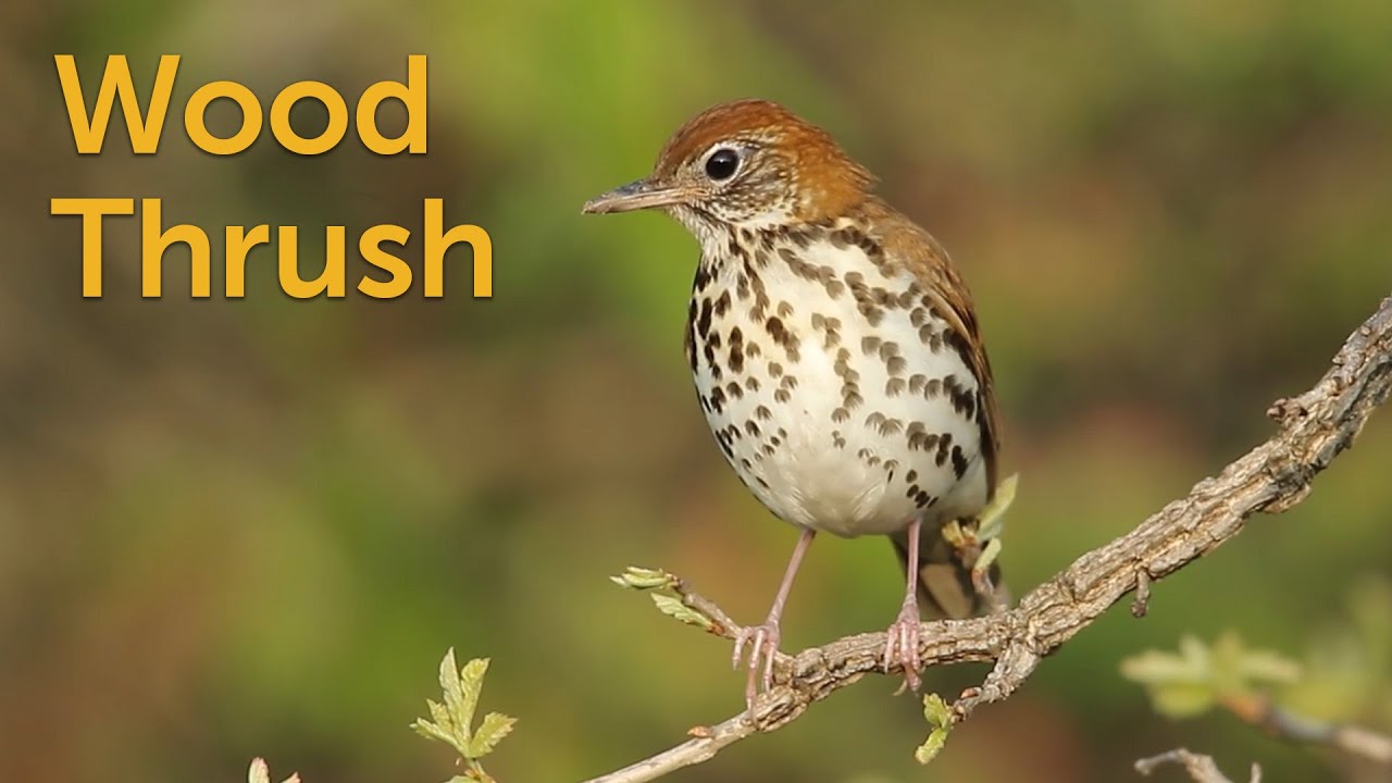 Wood Thrush: Forest Flutist