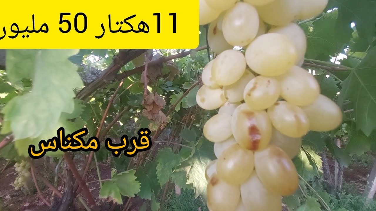 11هكتار👌 فيهم البئر💯 وثلاثة العنب  جوج الزيتون💢 وهكتار واحد مختلف أنوع الفواكه نواحي مكناس للمزيد ☎️