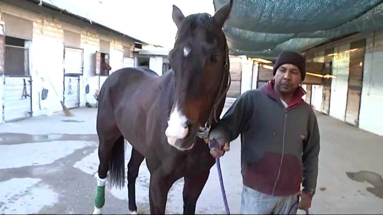 Insieme con il cavallo COUP DE TALOM