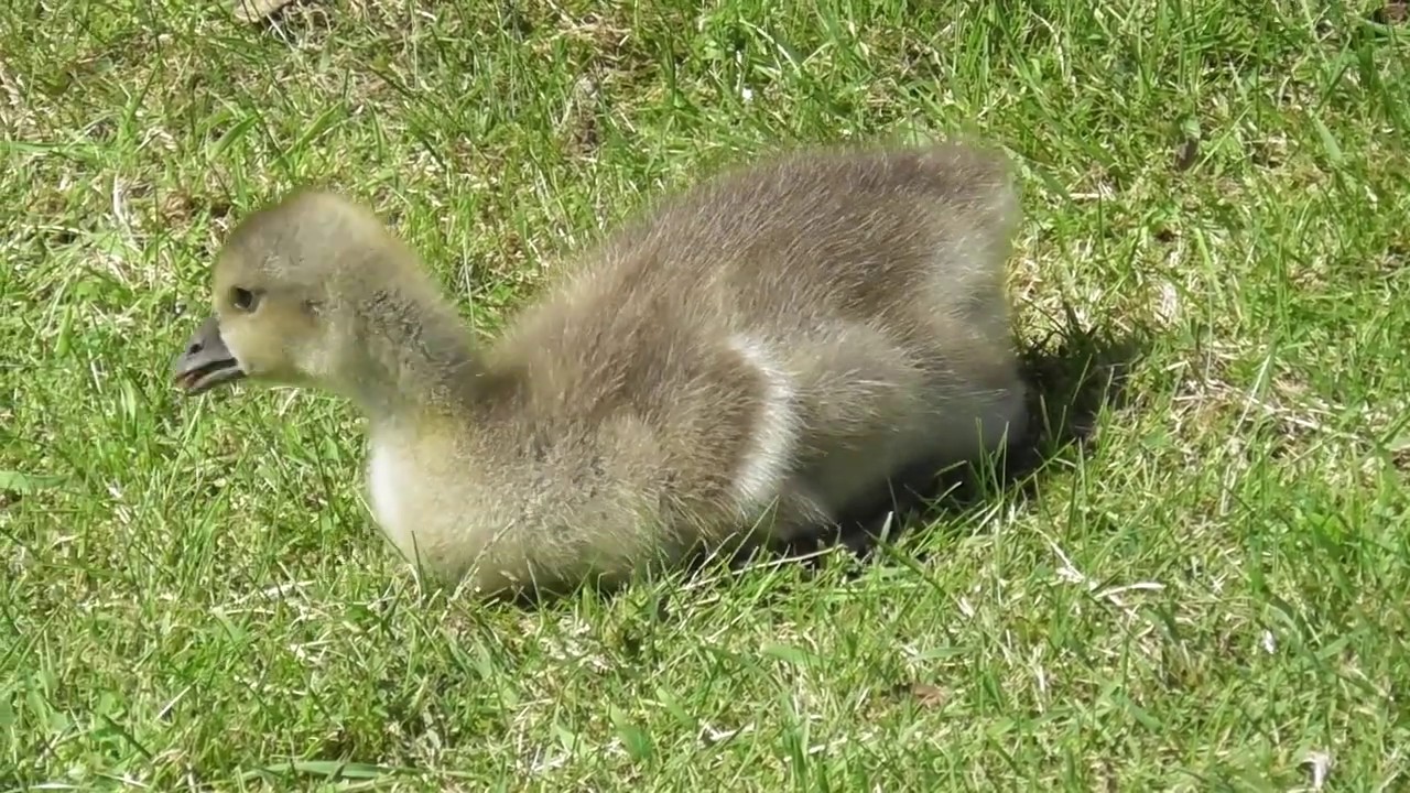 Greylag Goose Anser anser British Birds and Wildlife UK