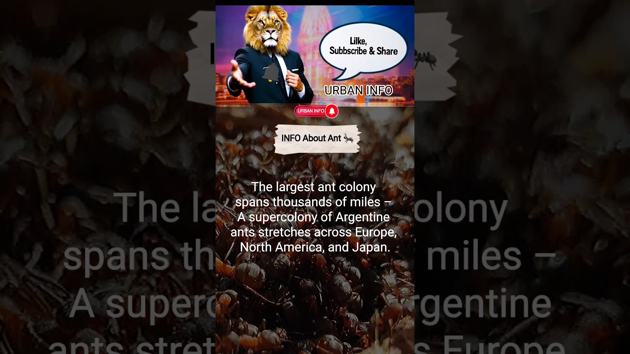The largest ant colony spans thousands of miles!! 