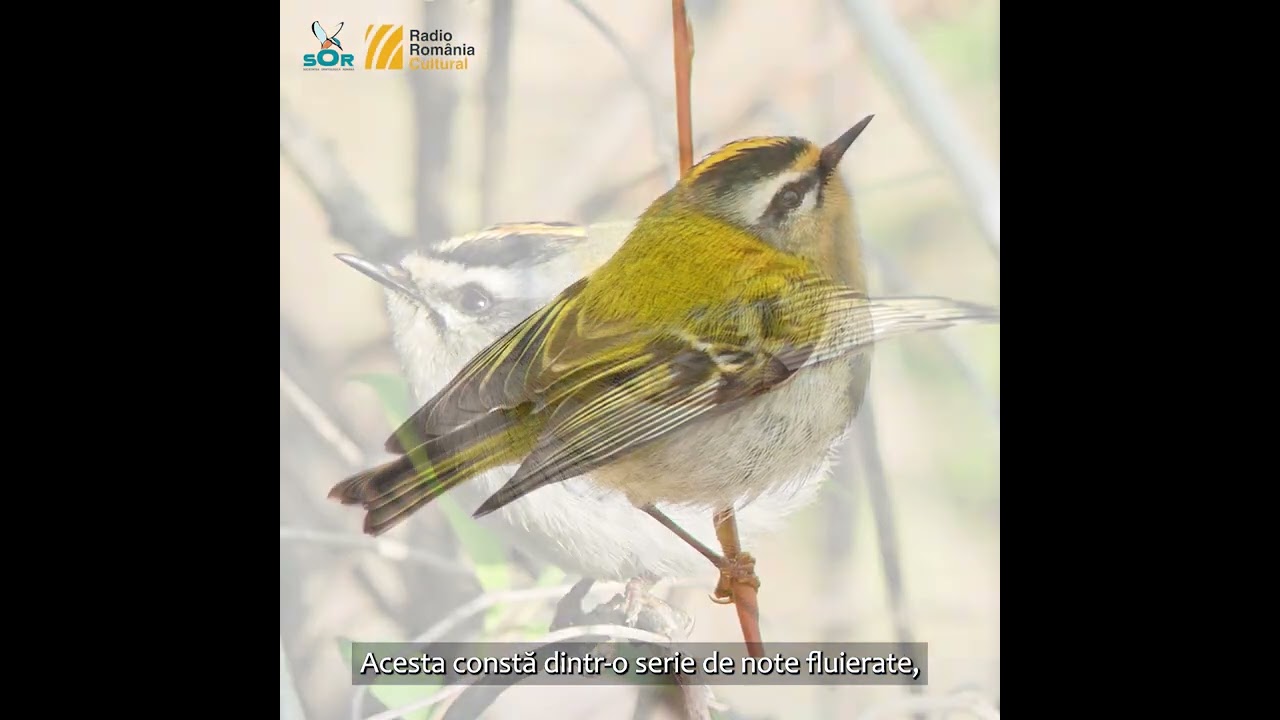 Aușel sprâncenat / Minutul de natură / Orașul vorbește la RRC