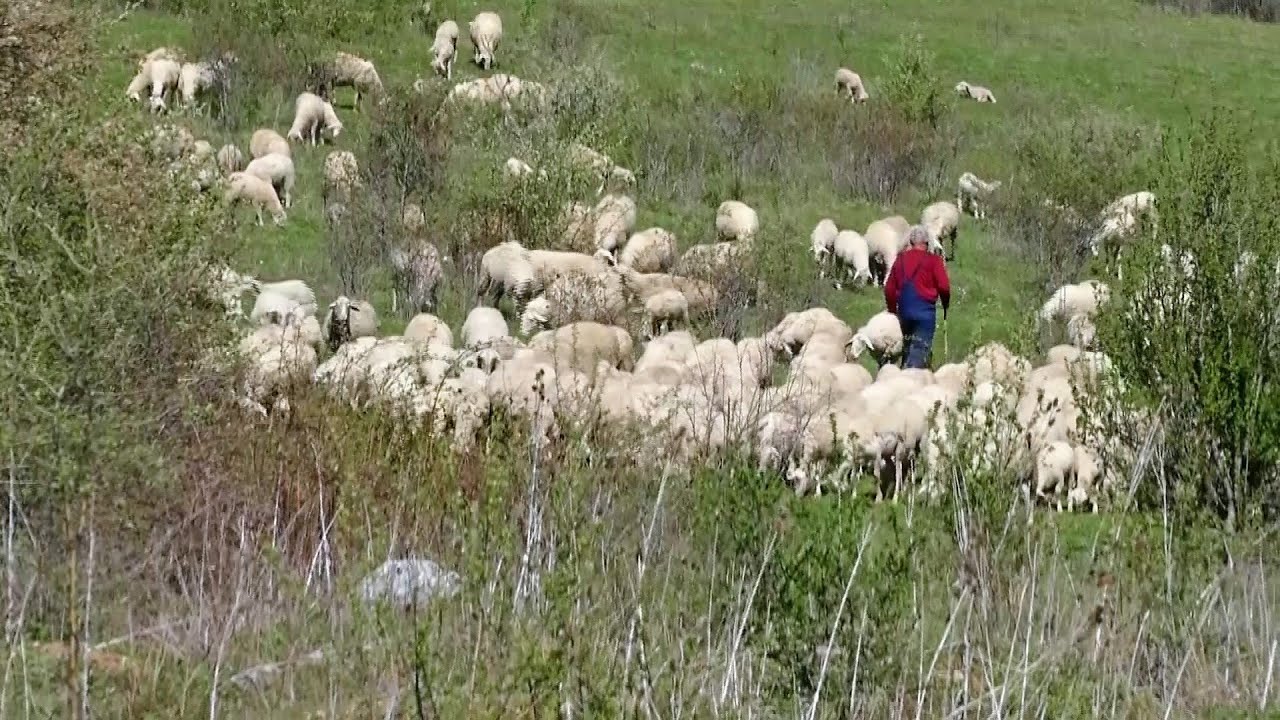 Tradita e blegtorisë në Kosovë-Barinjtë e 1500 deleve
