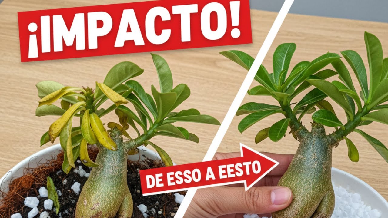 El error que casi mata a mis Rosas del Desierto: ¡Cuidado con la fibra de coco!