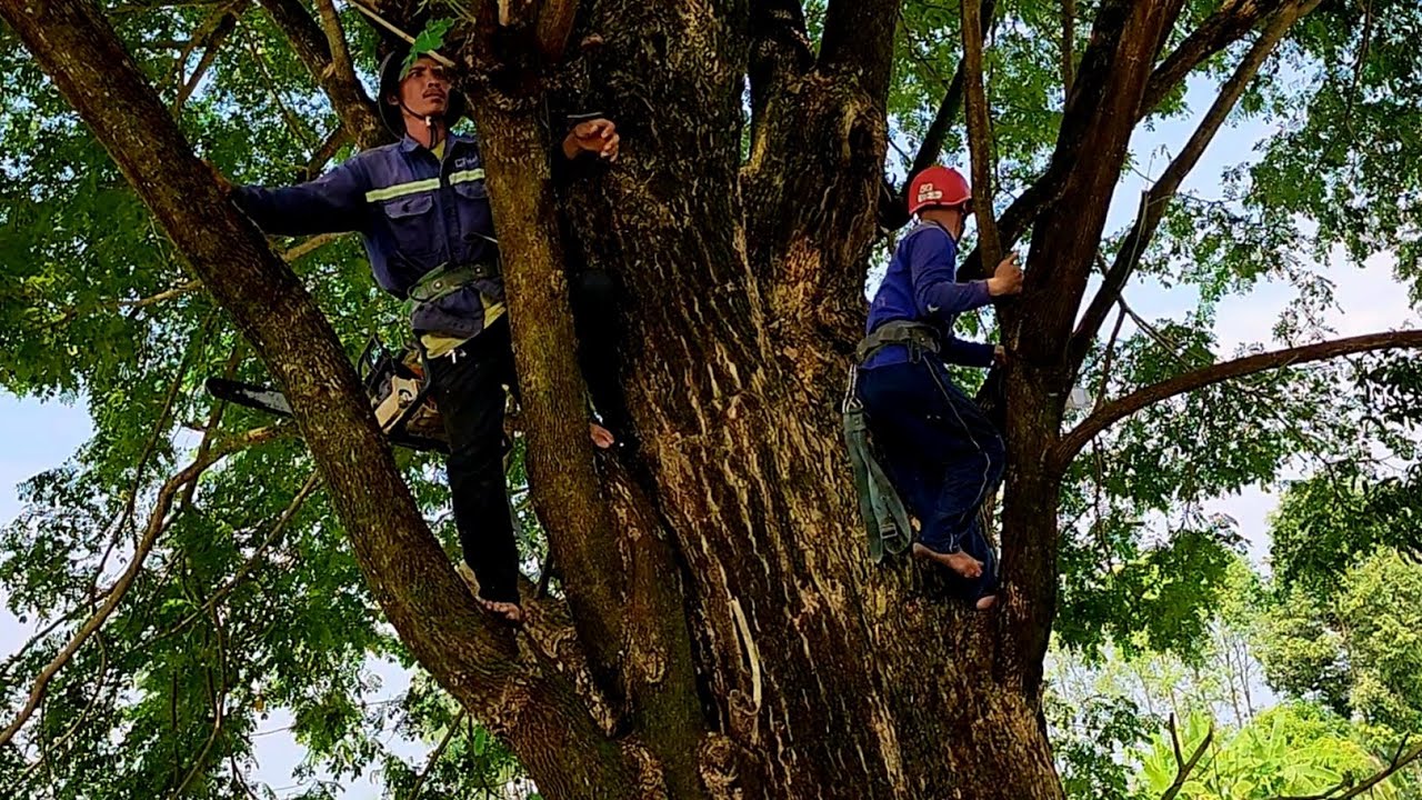 Suspense | Sawing a super giant Trembesi tree / Hồi hộp | Cưa cây Trembesi gốc siêu khủng lồ | T443