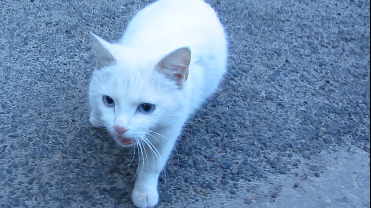 Hungry cat - Cat eating fish