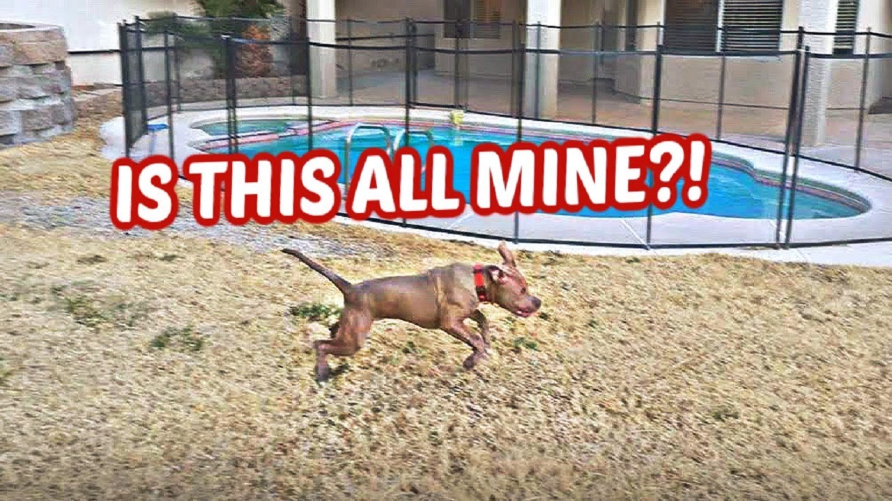 Pitbull Puppy Sees His New House For The First Time!!