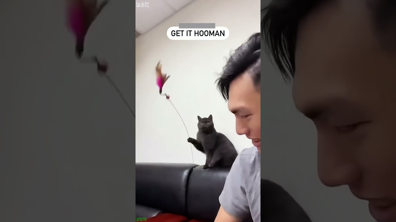 Cat Lover 🐱 Funny Cat Videos 🐱 # Part 2751