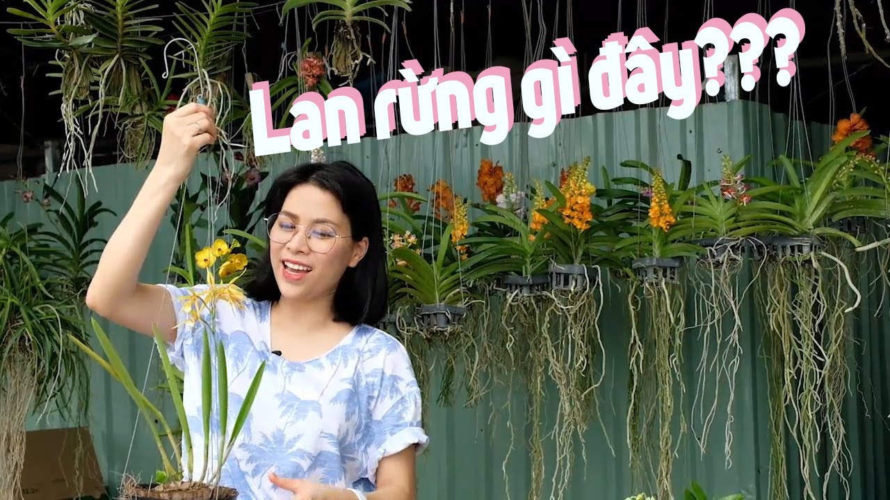 Hàng trăm loại lan rừng đặc sắc bạn có thể mua ở Sài Gòn - Chợ lan rừng đường Thành Thái