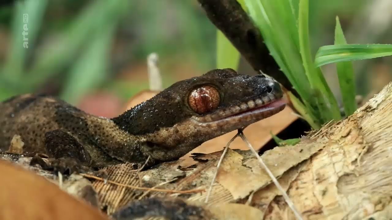 Papouasie, au coeur d'un monde perdu
