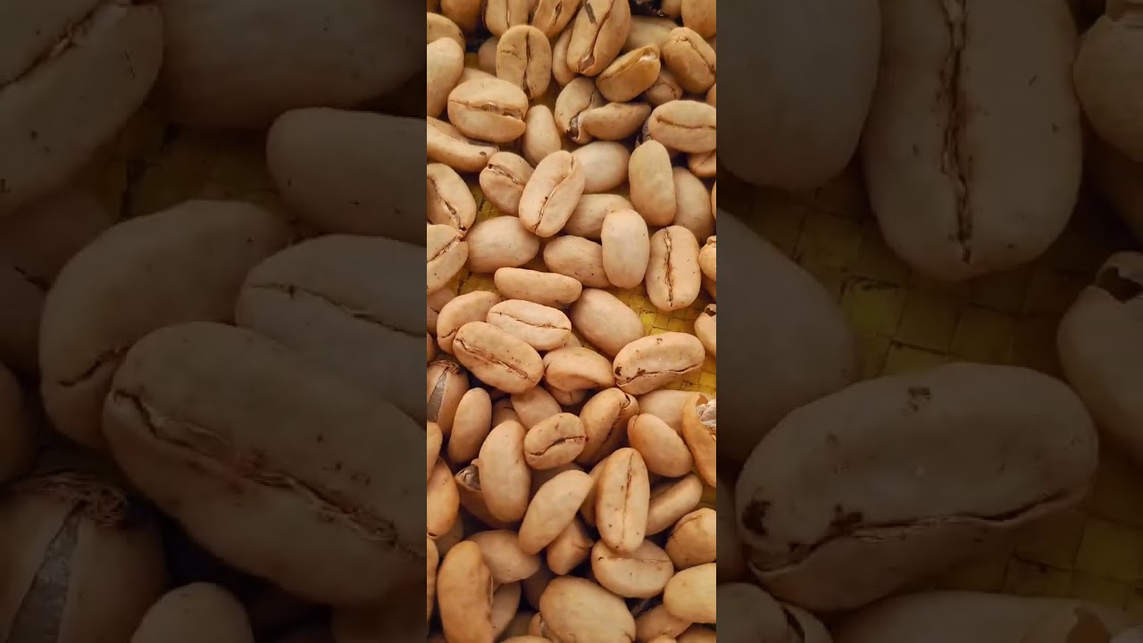 Cadena Productiva del Café 