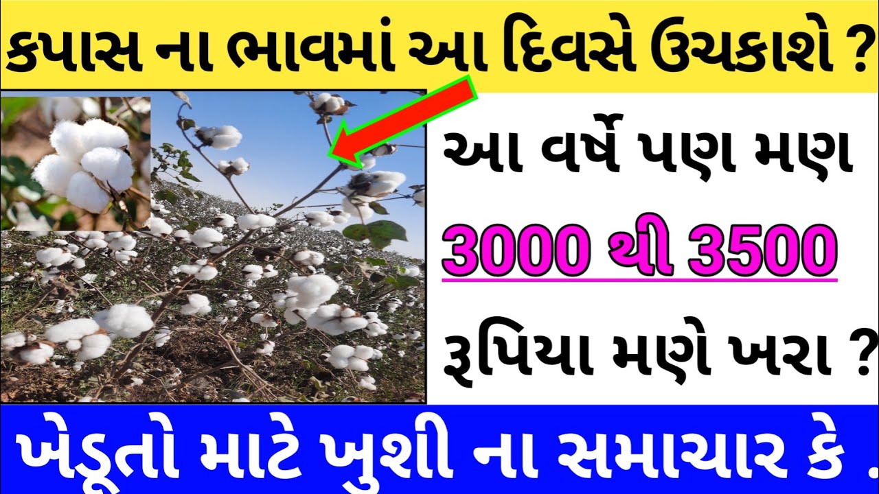 કપાસના ભાવ 3000 થશે ખરા કે | kapas na bhav:2025 | Information about cotton crop price | Commodity
