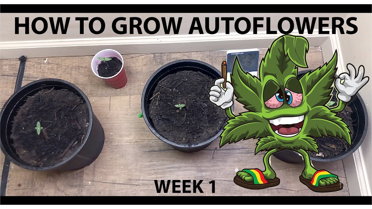 How To Grow Autoflowers | 200w LED Closet Grow | Week 1