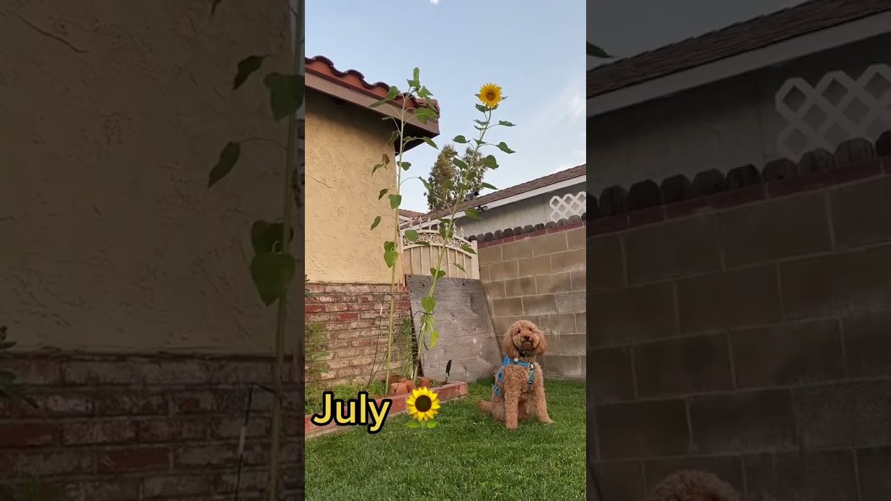 Last year I grew mammoth sunflowers for the first time and it was such an amazing experience! 🌻