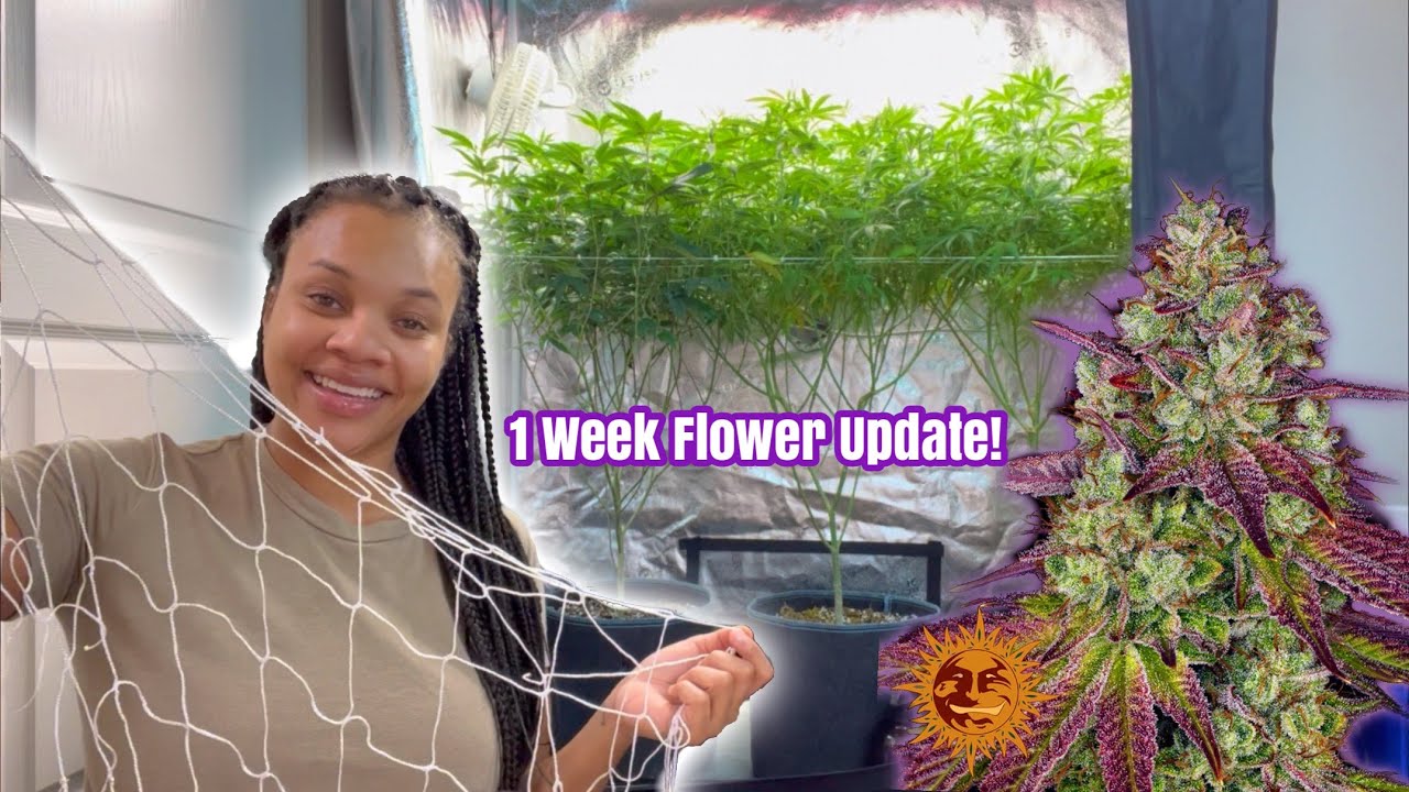 Adding 2nd SCROG Cannabis Grow 🌱 MIMOSA X ORANGE PUNCH (Barney&rsquo;s Farm)