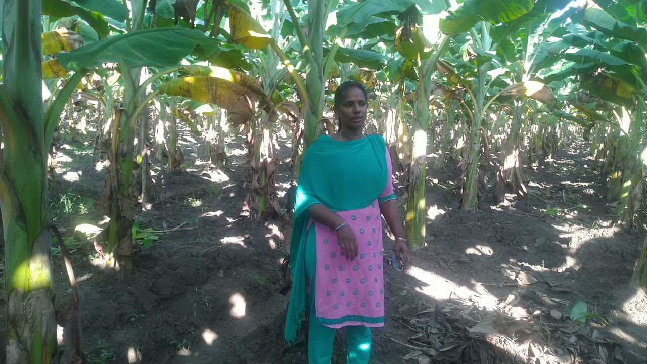 Demonstration on Banana Sakthi micronutrient spray