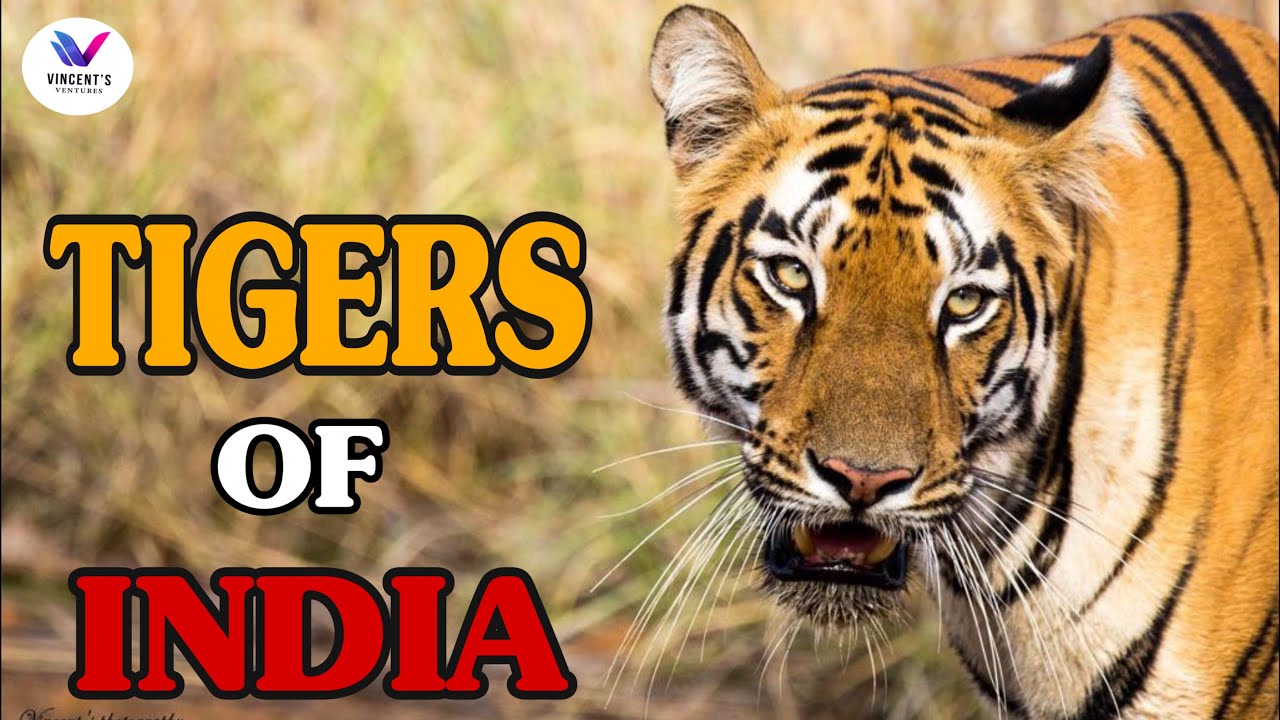 TIGERS OF INDIA | GREAT INDIAN TIGERS | Indian Tigers | Sounds of Tigers | Tigers of India |