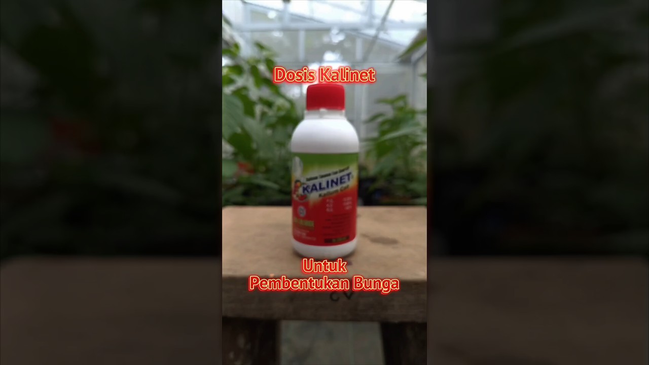 Dosis Pupuk Kalinet untuk Tanaman Cabe Masa Pembentukan Bunga #greenhouse #cabe #kalinet