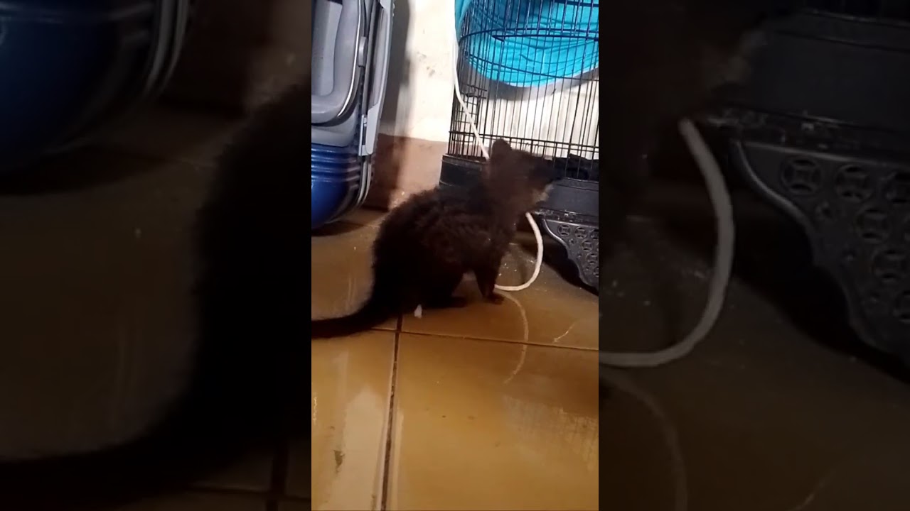 ternyata amunisi untuk terakhir kali nya 🥹 bye bye 