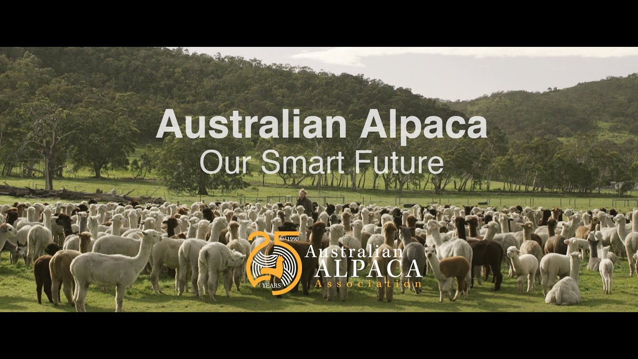 Why Alpaca is the Smart Future for Australia