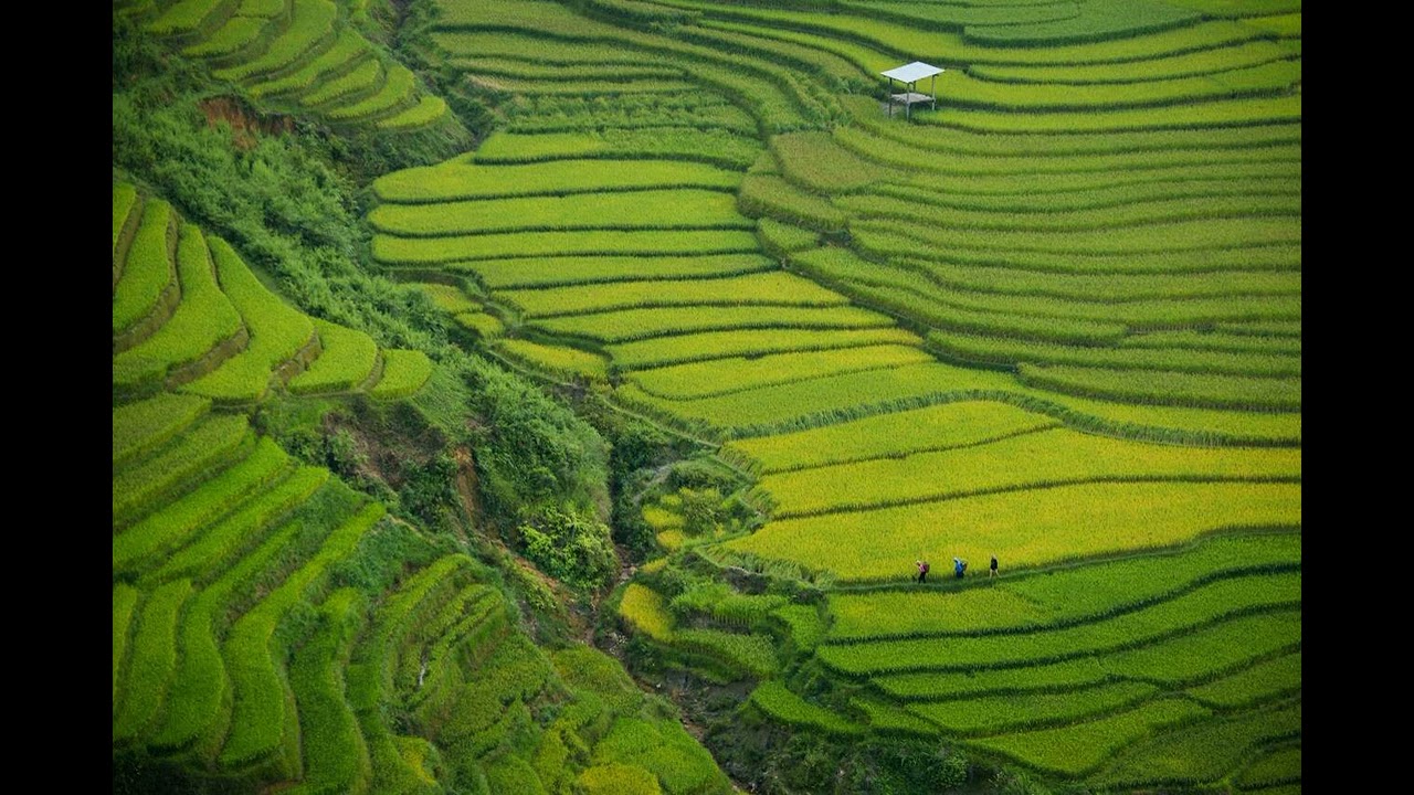 Sleep Well with Calming Rice Terrace Ambiance | Nature Sounds