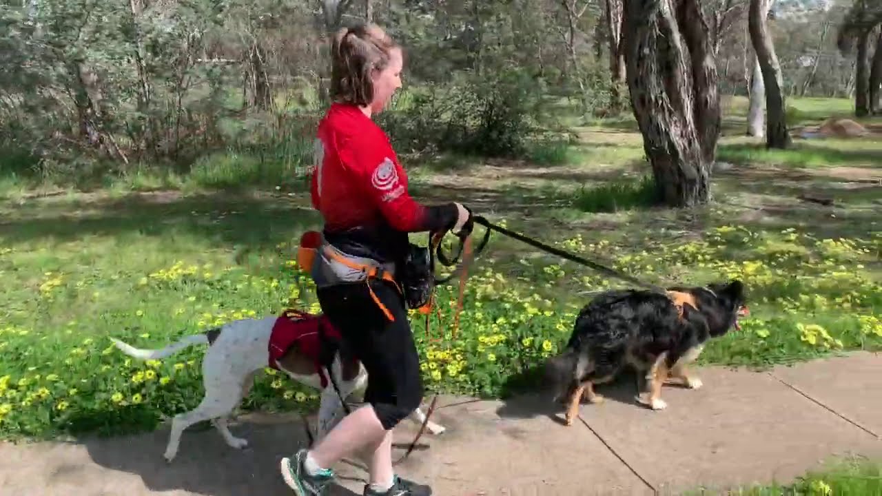 Circle Method for Dog Walking