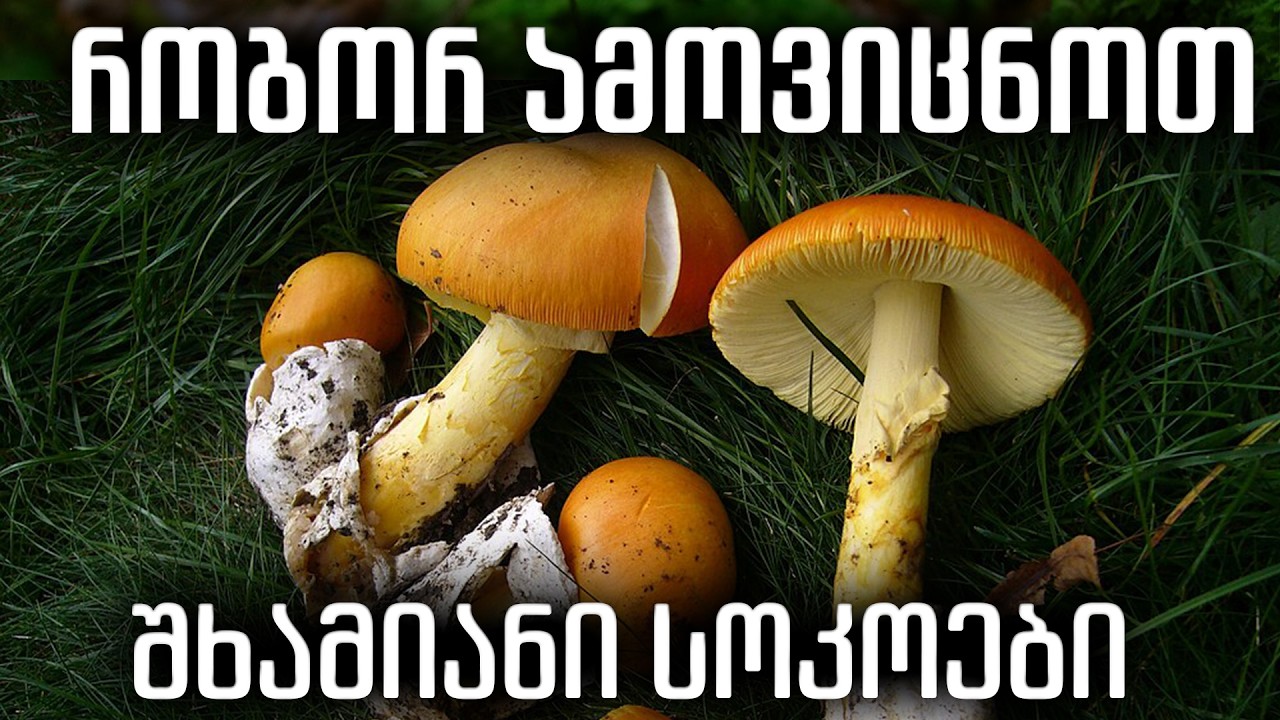 🔴 როგორ გავიგოთ, სოკო შხამიანია თუ არა?🍄